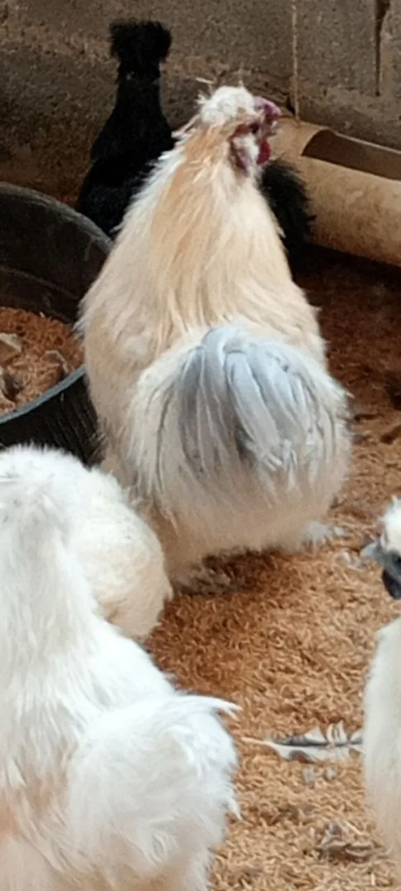 Ovos férteis de Galinhas Sedosas