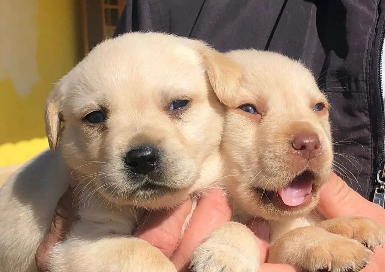 Labrador - Ja se alimentado de ração seca 