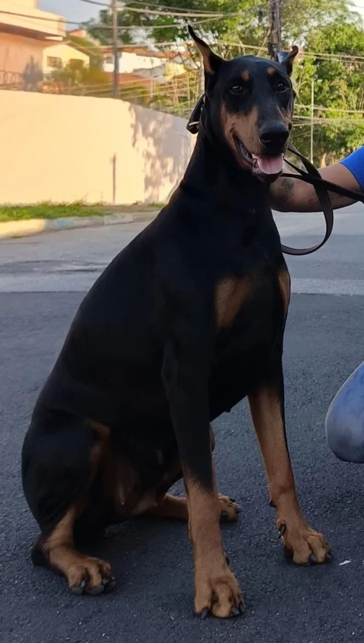 Filhotes de Dobermann com Pedigree CBKC ALKC PRETO MARROM E AZUL  - Foto 5