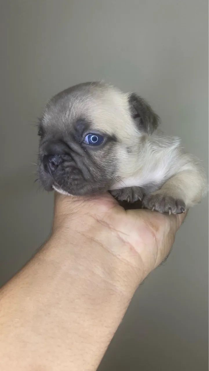 Buldogue francês tigrado ou faw - Foto 4