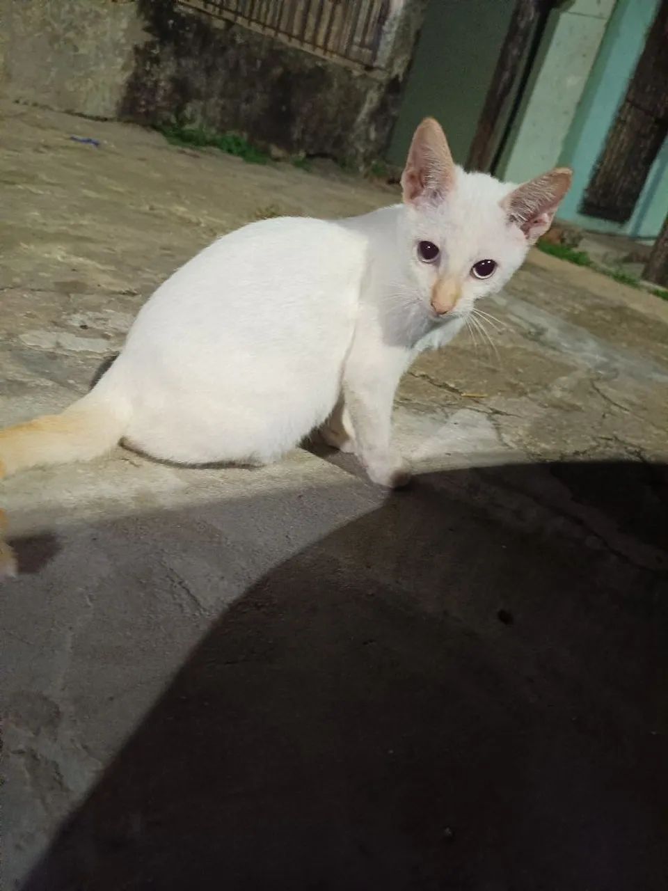 filhotes de gato - Foto 4
