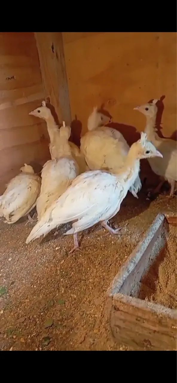 Galinhas da Angola  - Foto 3