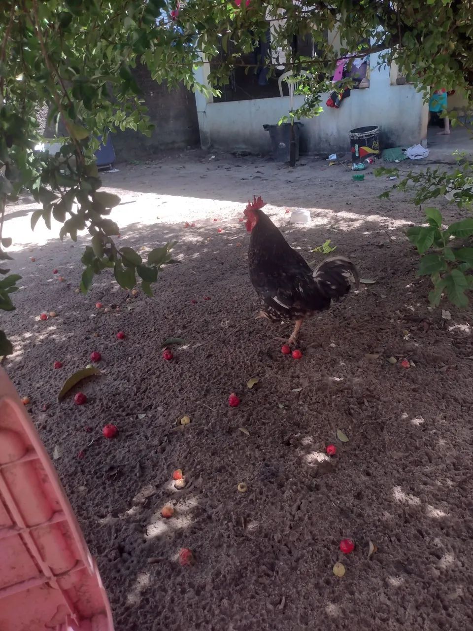 Galo ganize
