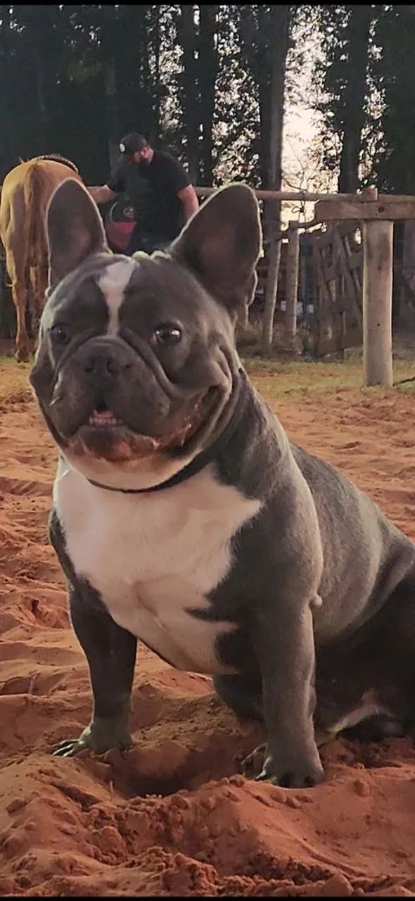 Bulldog frances  - Foto 3