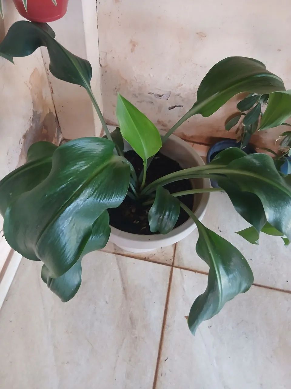 Planta lírio da Amazônia 