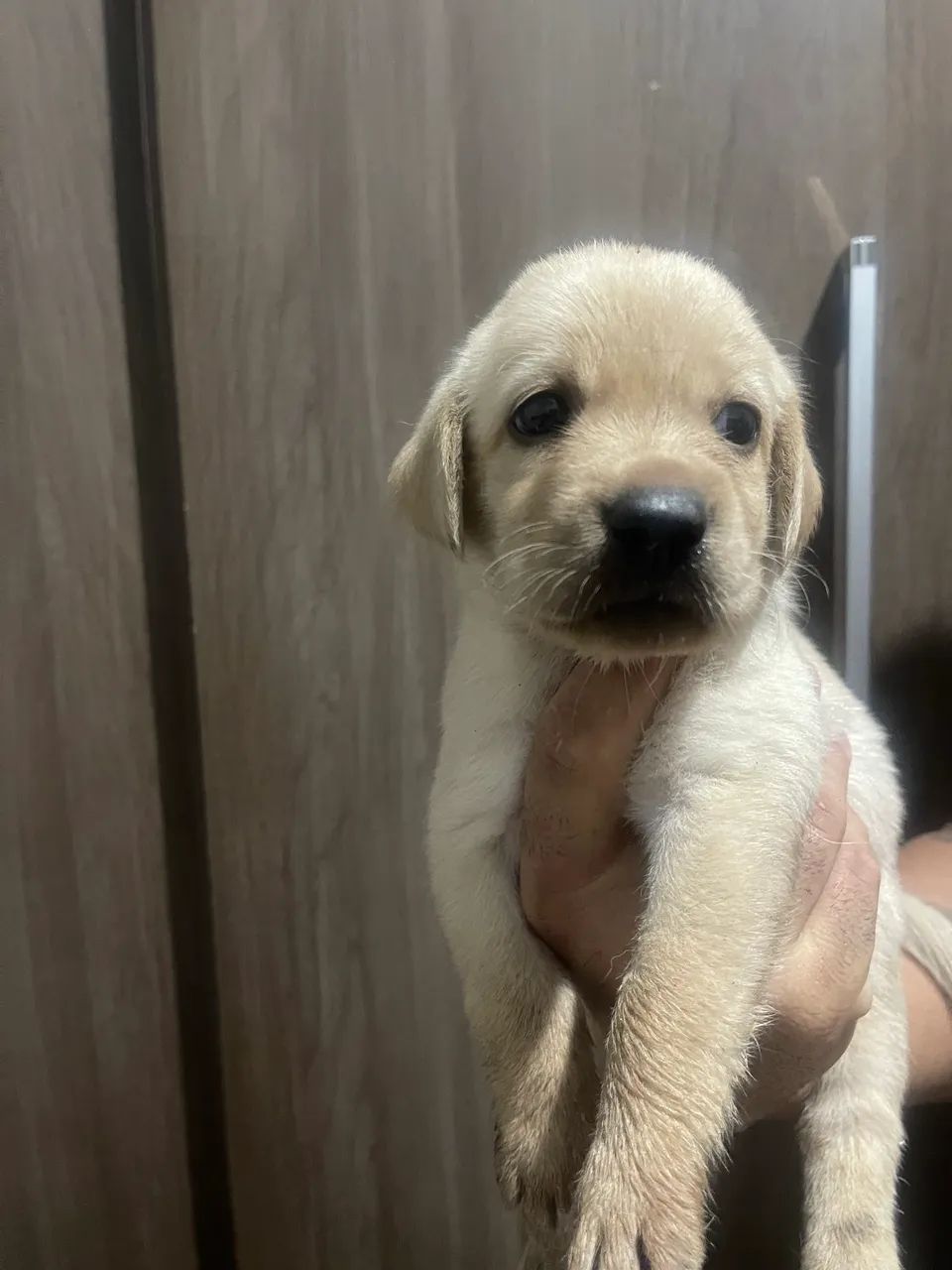 Filhote de labrador  - Foto 2