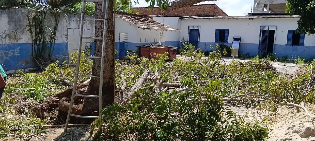 Servicos de poda e Jardinagem em geral  - Foto 3