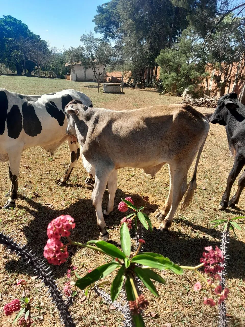Vendo este dois garrote - Foto 5