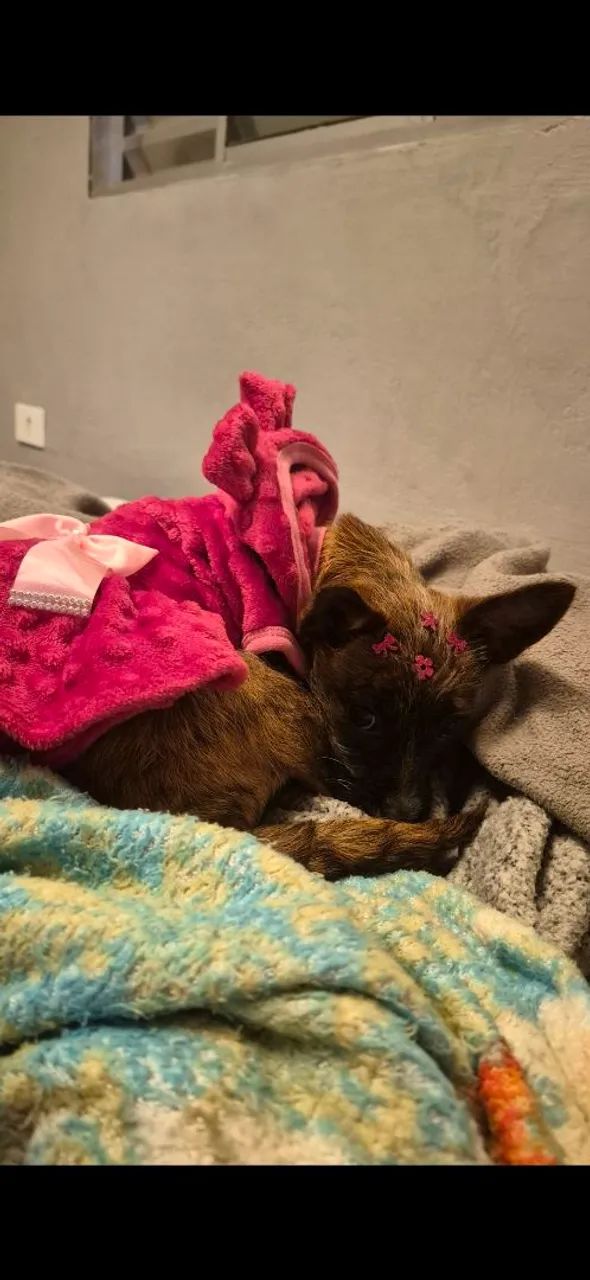 Cachorrinha doação 