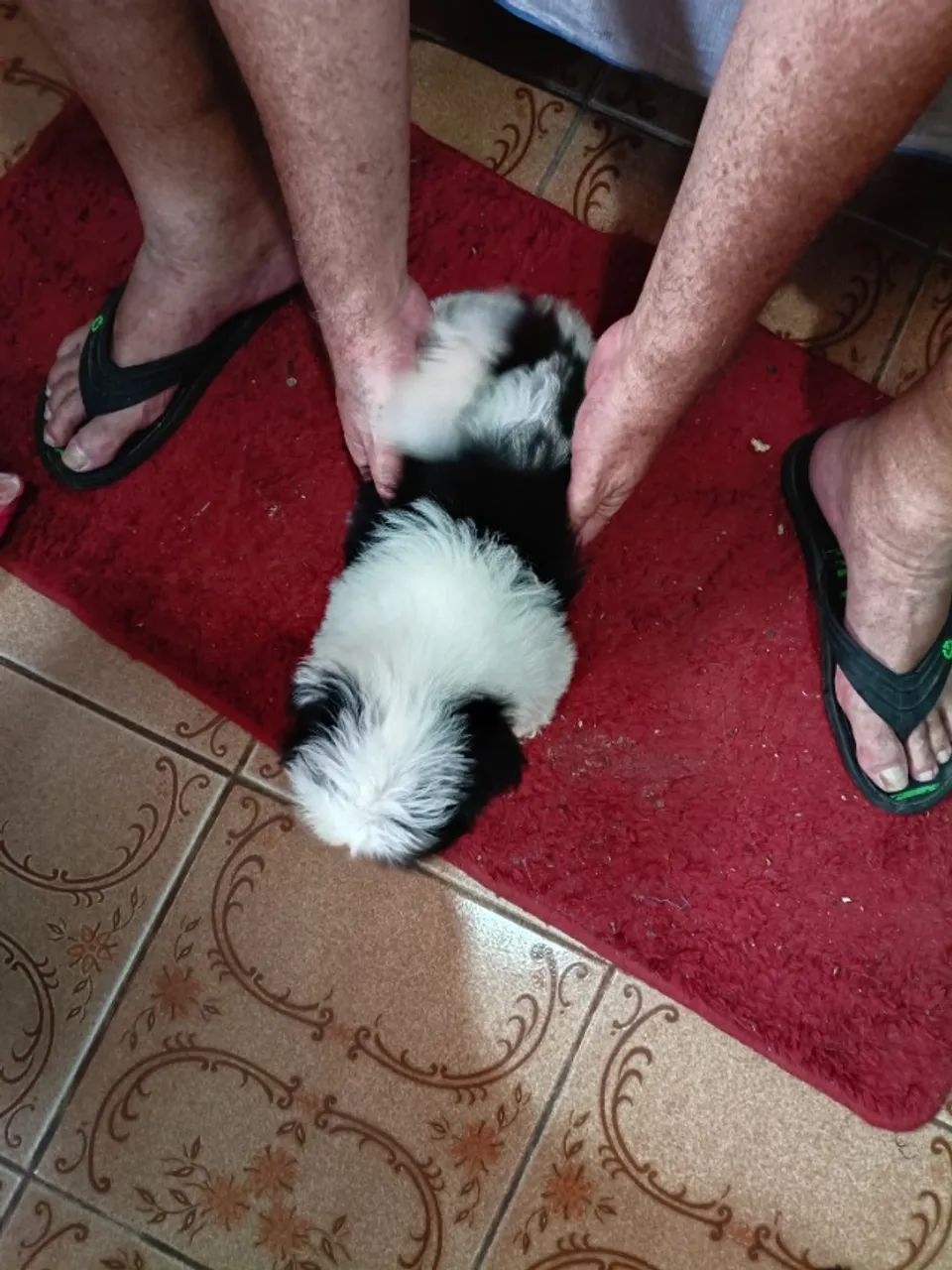 Vendas de shitiso  - Foto 5