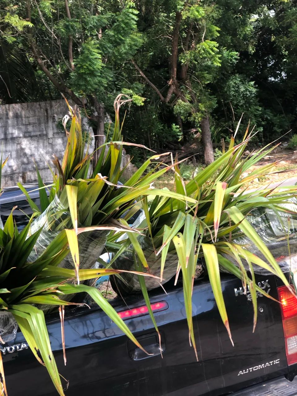 Pandanus  - Foto 3