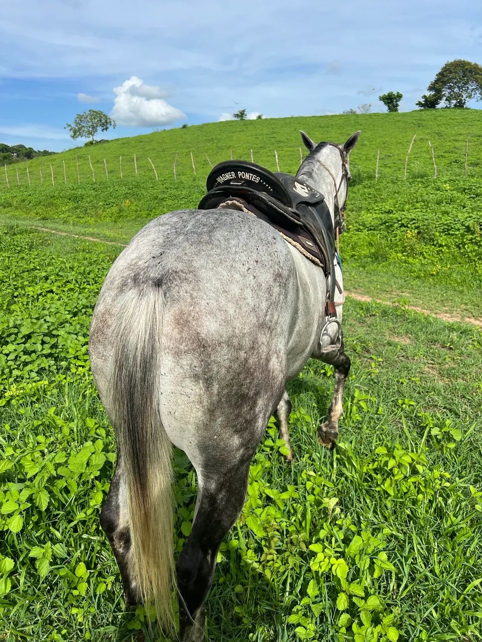 cavalo de direita 20mil - Foto 3