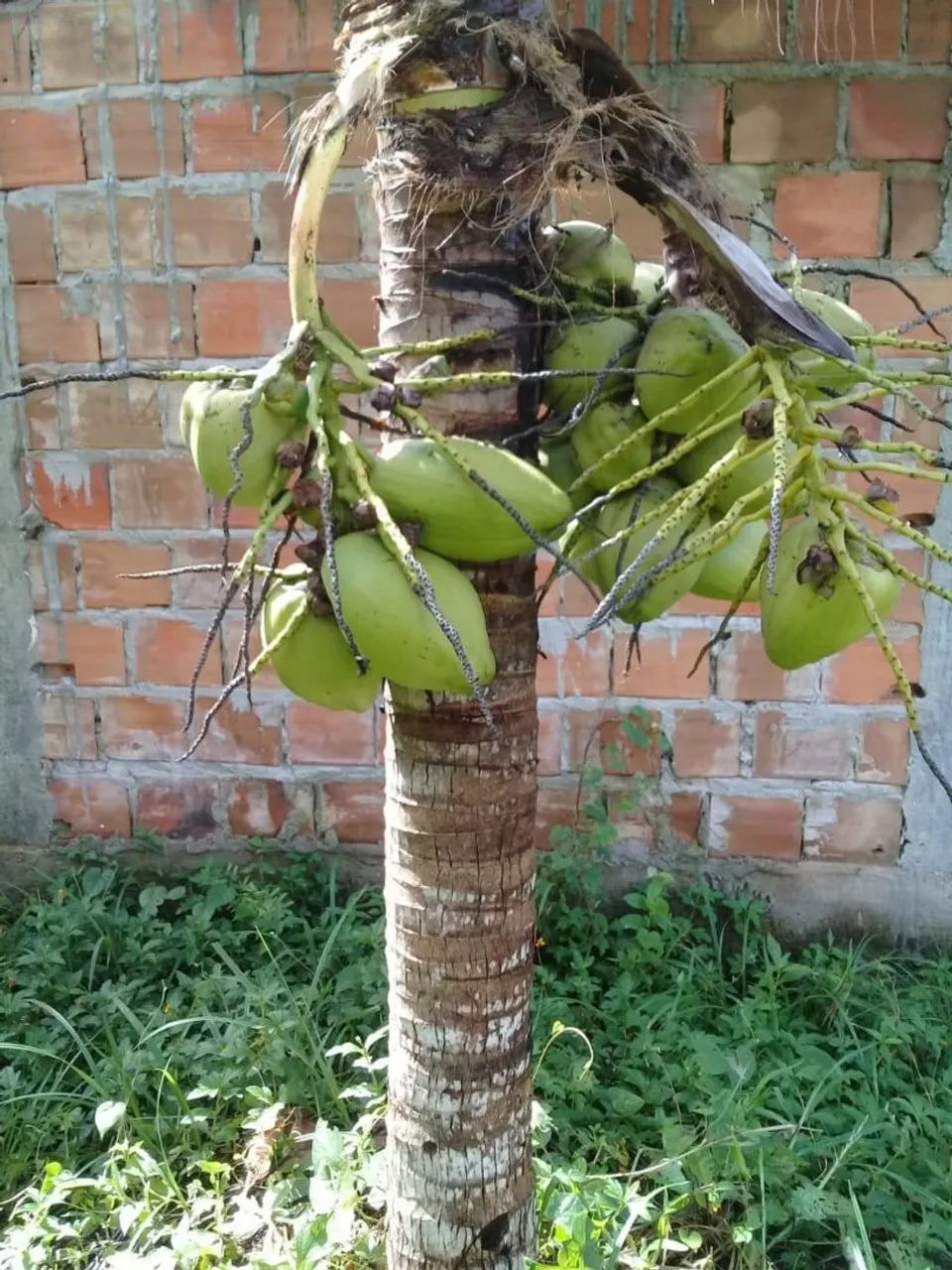 Terreno Ilha de Itaparica  - Foto 5
