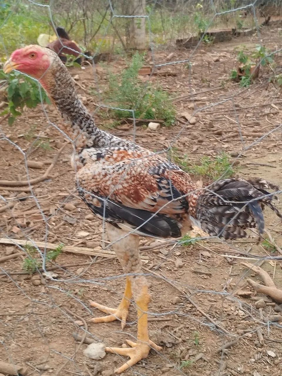 Frangos Índio Gigante 