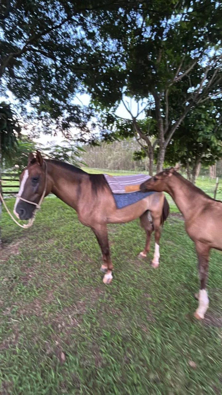Égua Mangalarga e campolina 