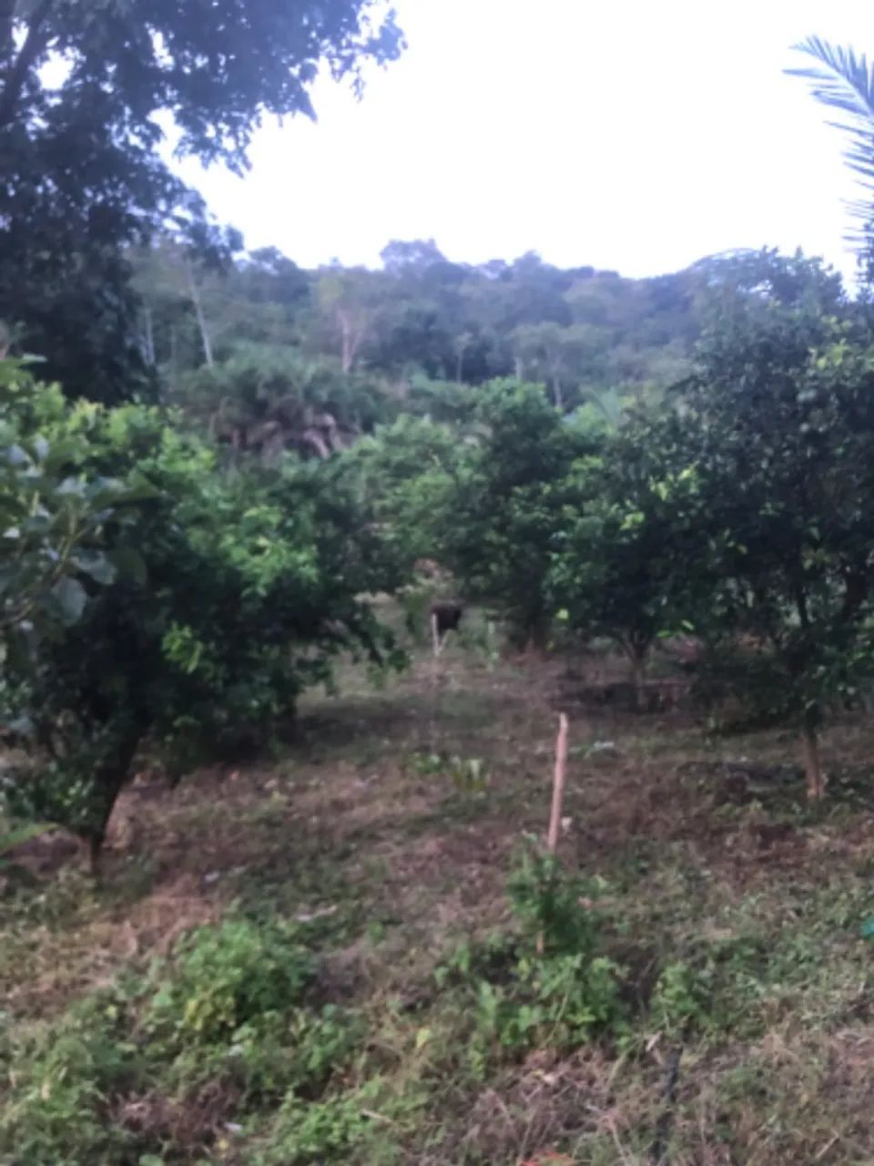 Venda-se nini chácara  - Foto 5