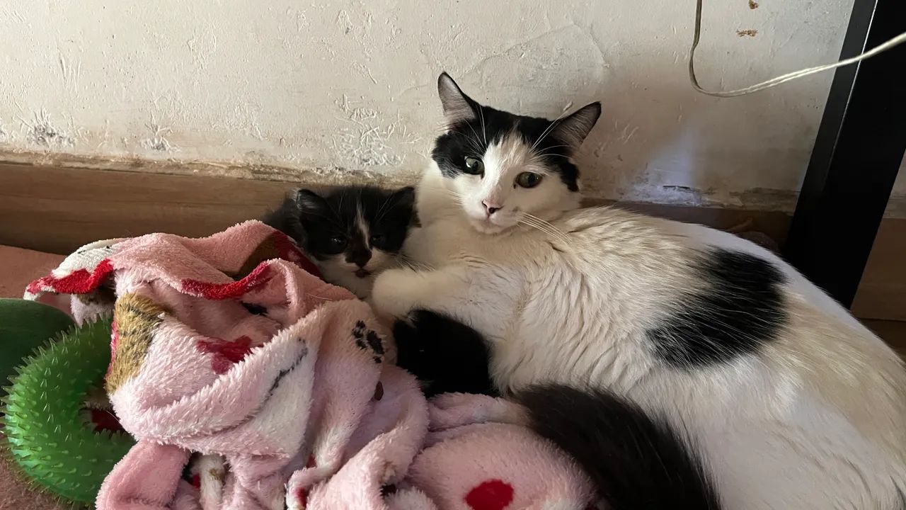 Doação de gatinhos filhotes  - Foto 2