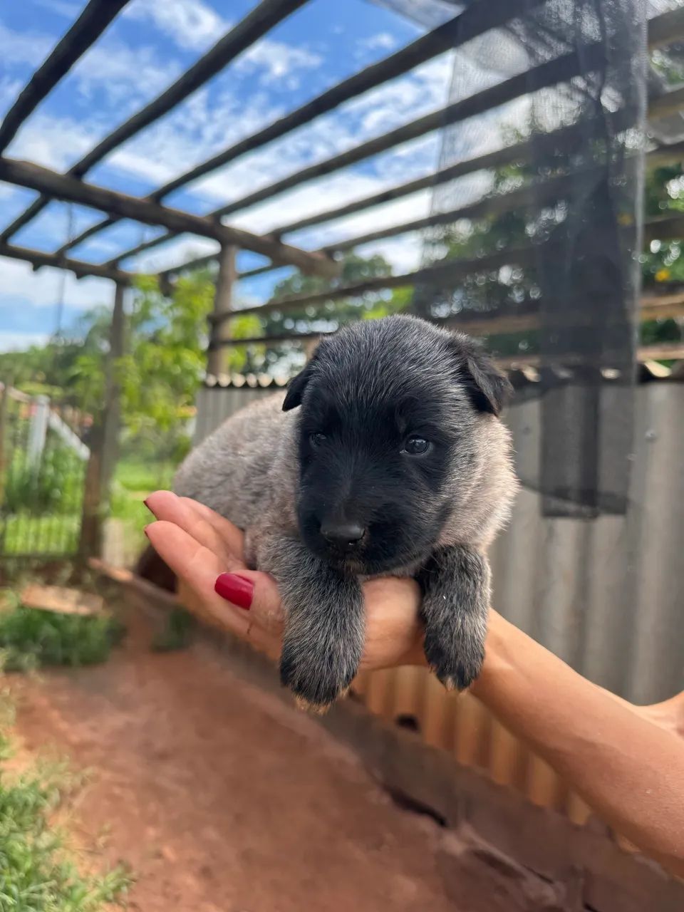 Filhotes pastor belga Groenendael e Tervueren com pedigree 