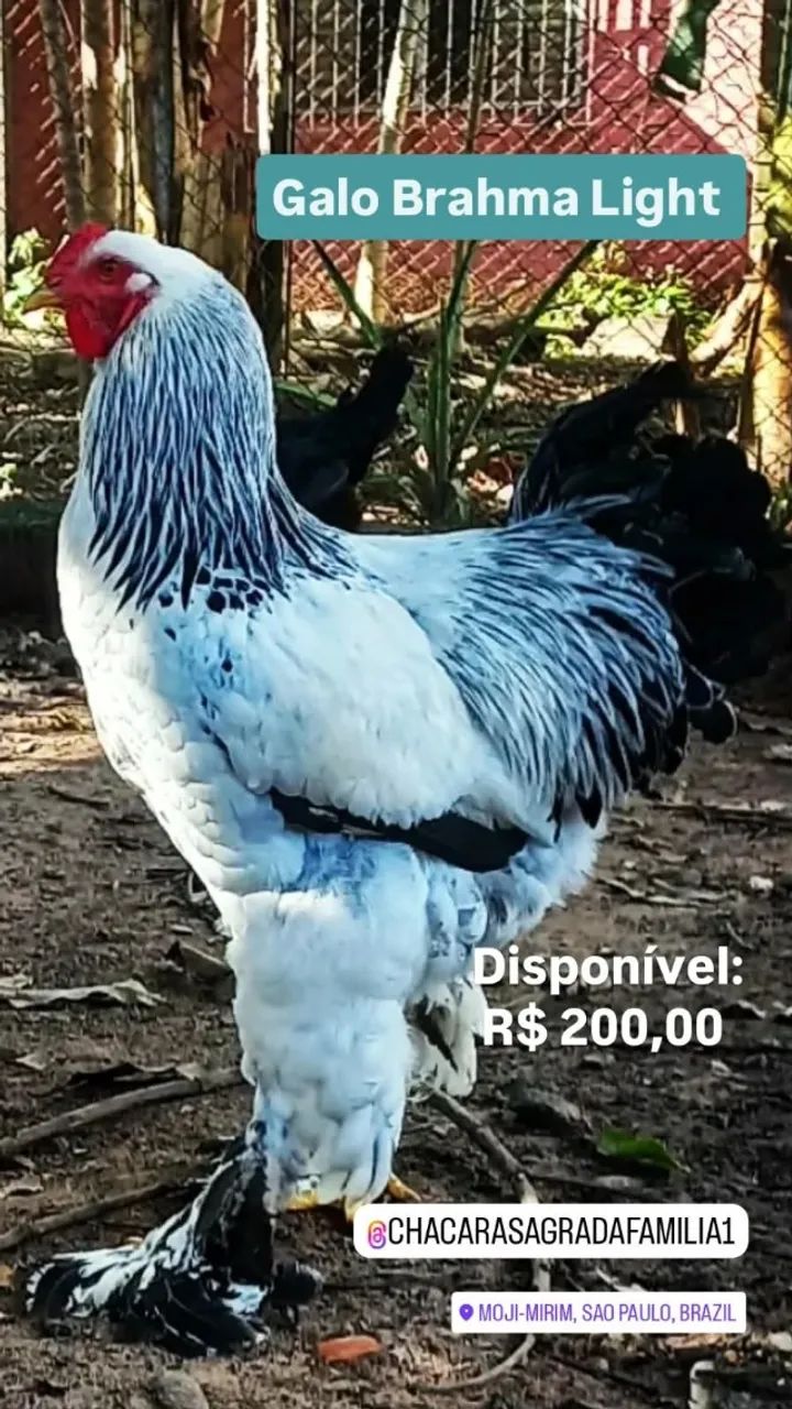 Galo Brahma Light - Foto 2