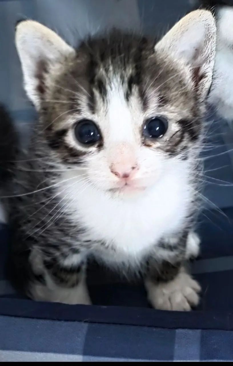 Esse lindo filhote precisa de um lar e muito amor.