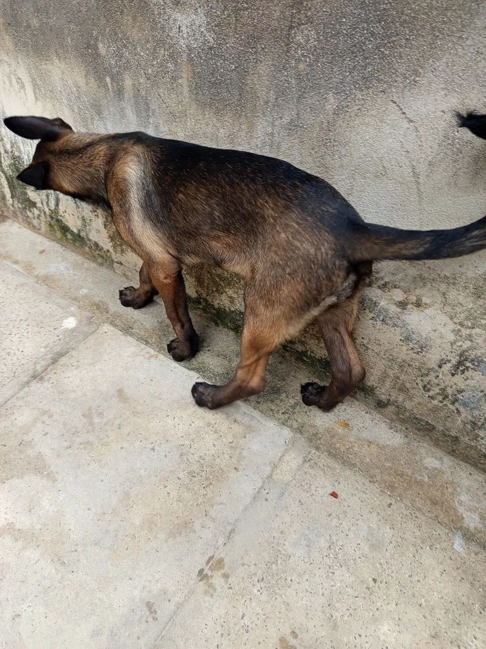 Belga  - Foto 3
