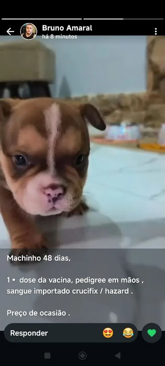 American bully nano - Foto 2