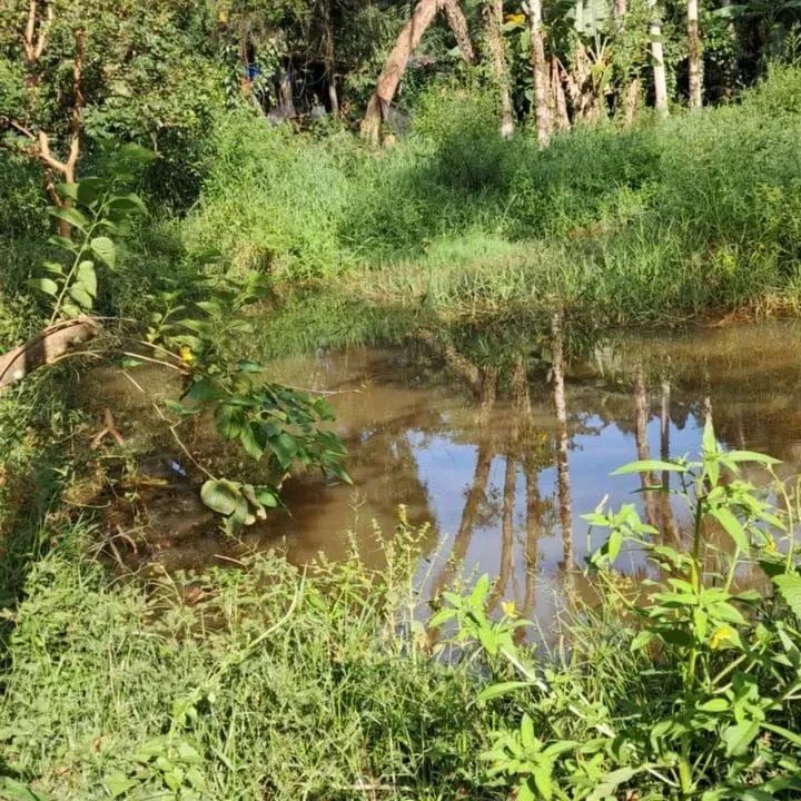 SÍTIO A VENDA em TIJUCAS no Bairro OLIVEIRA  - Foto 4