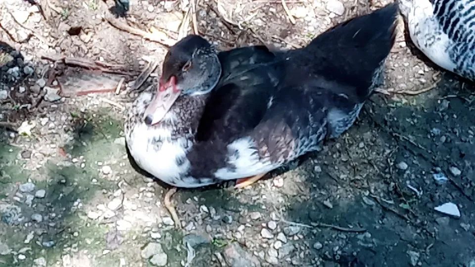 SÓ CHAMAR SE REALMENTE TIVER INTERESSE - Foto 2