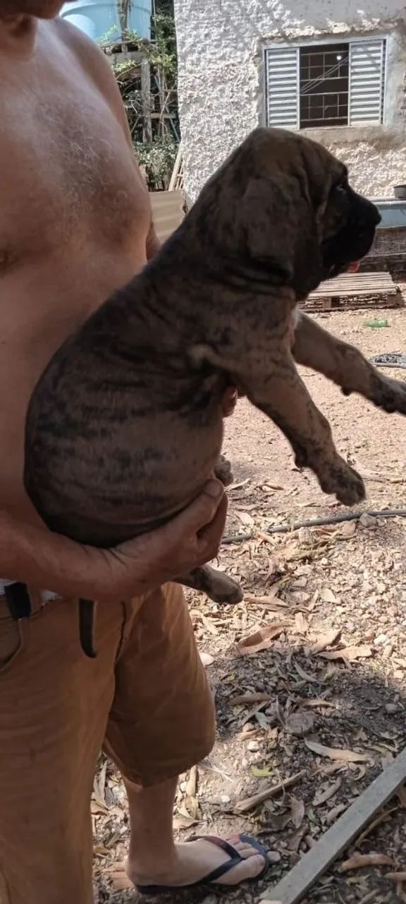 FILA BRASILEIRO COM PEDIGREE