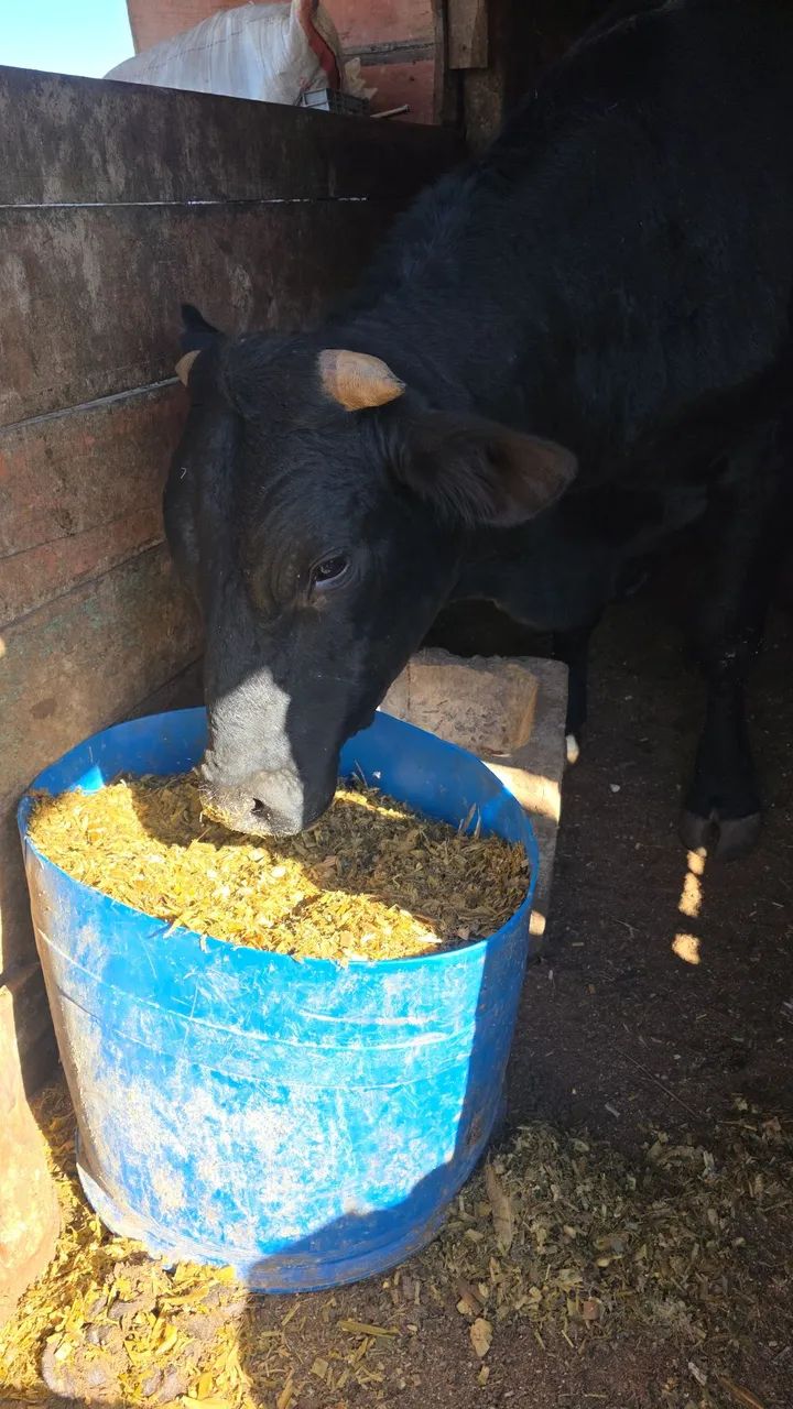 Silagem de milho  - Foto 3