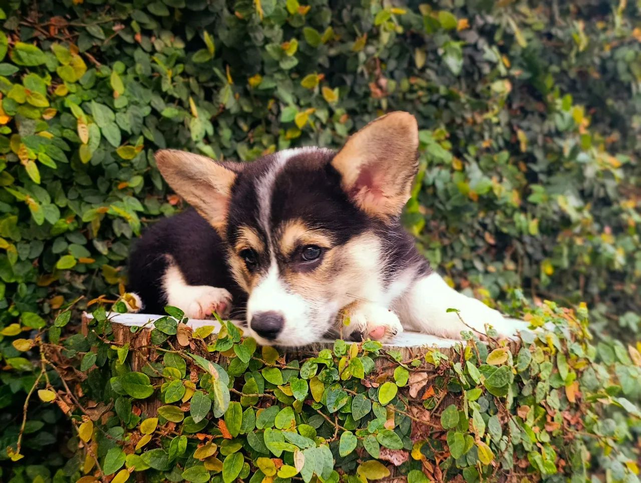 Lindos, Corgi Pembroke  - Foto 3
