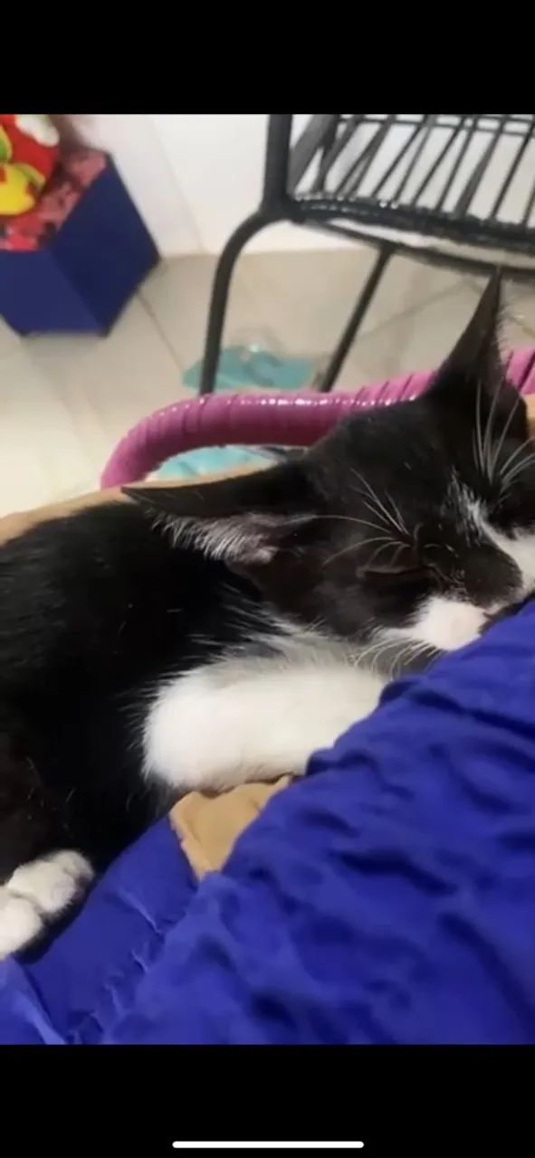 Gatinho macho - Foto 2
