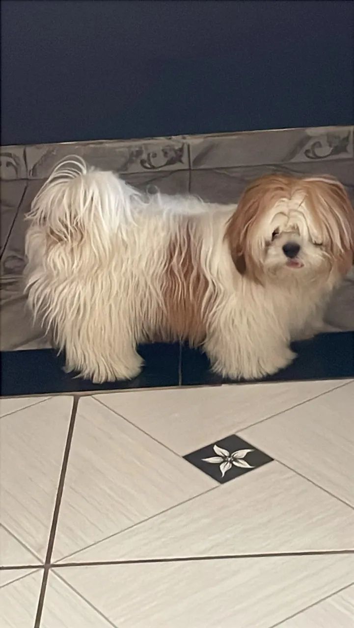 Vende cachorro Shitzu  - Foto 4