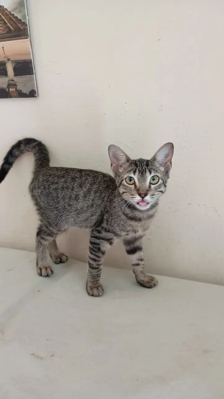 Gato adoção responsável 