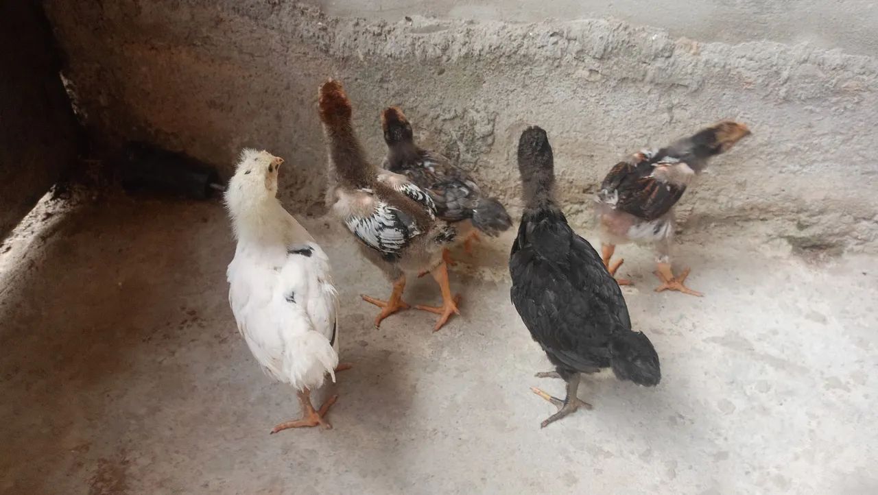 Pintos GSB  - Foto 3