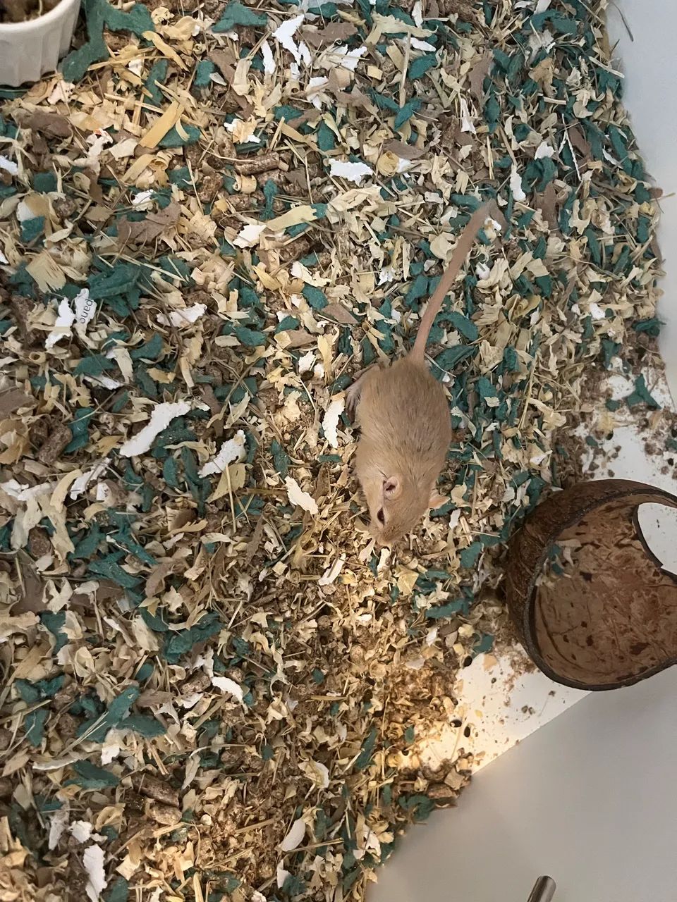 Doação Gerbil - Foto 2