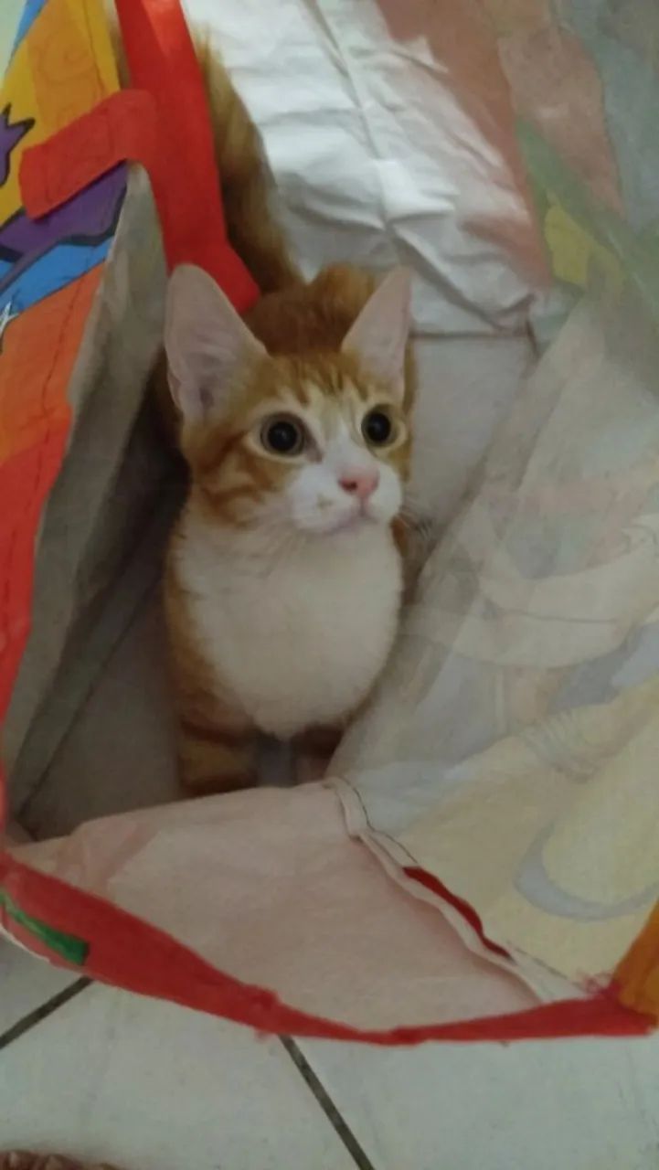 Gato pra doação  - Foto 2