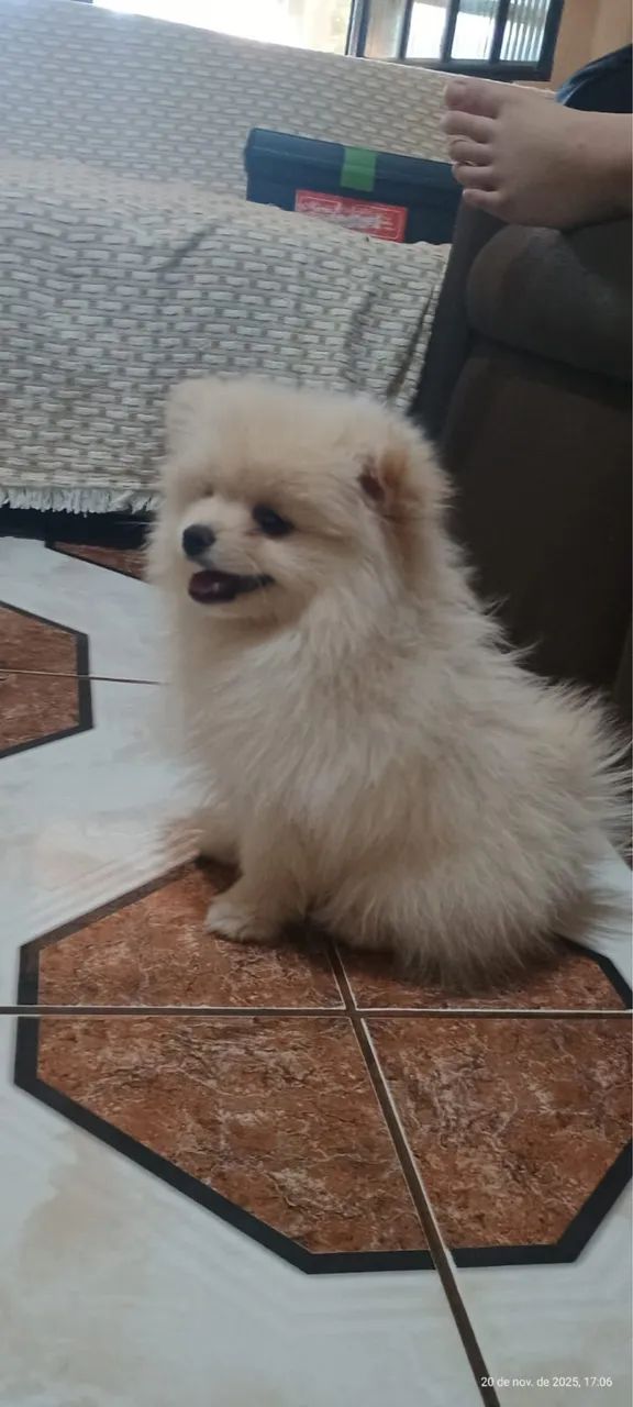 Cachorro  - Foto 2
