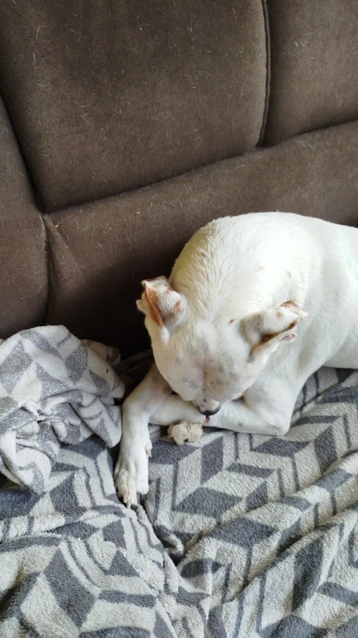 Doação de cachorro  - Foto 4