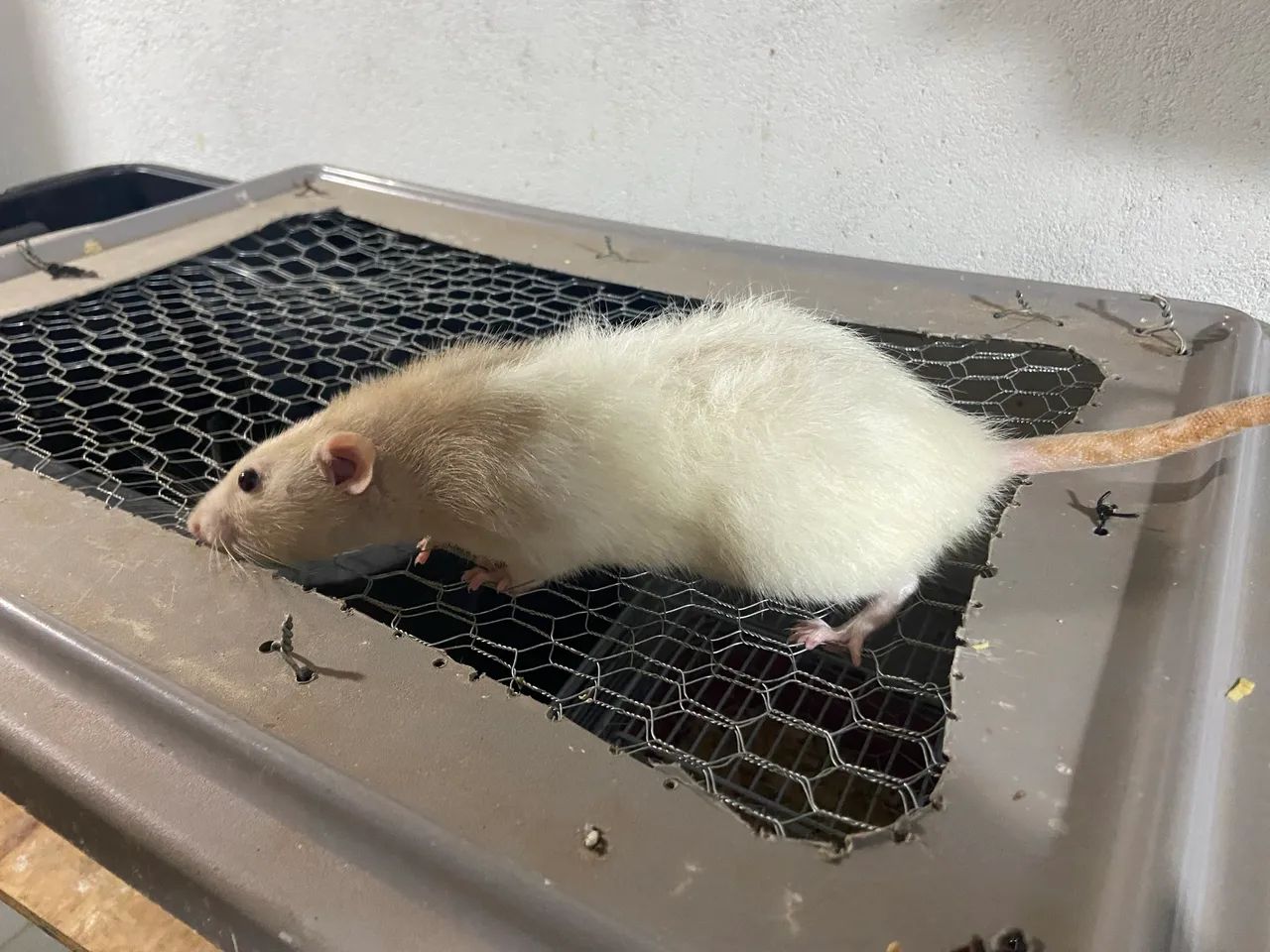 Ratos Mercol  - Foto 4