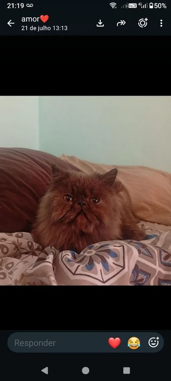 Gato Persa Macho  - Foto 4
