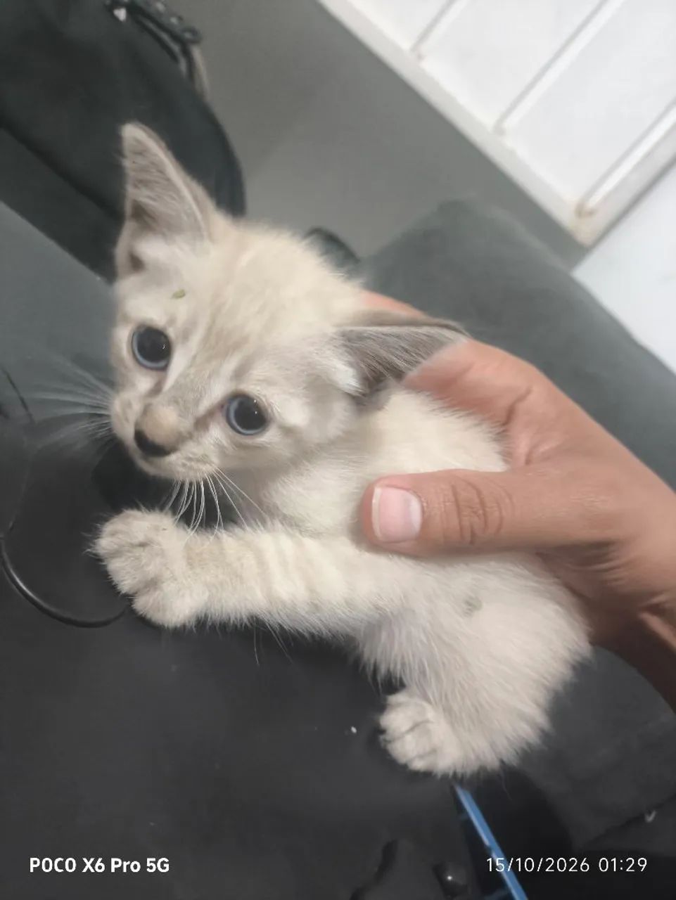 Gato para adoção  - Foto 4