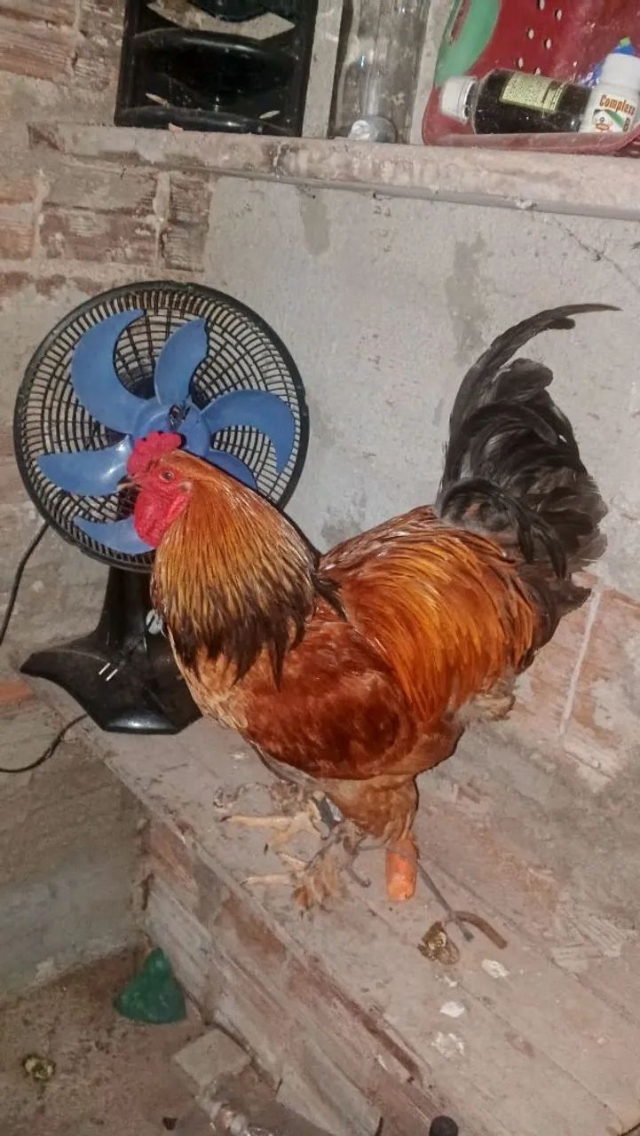 Vendo Frango Brahma  - Foto 2