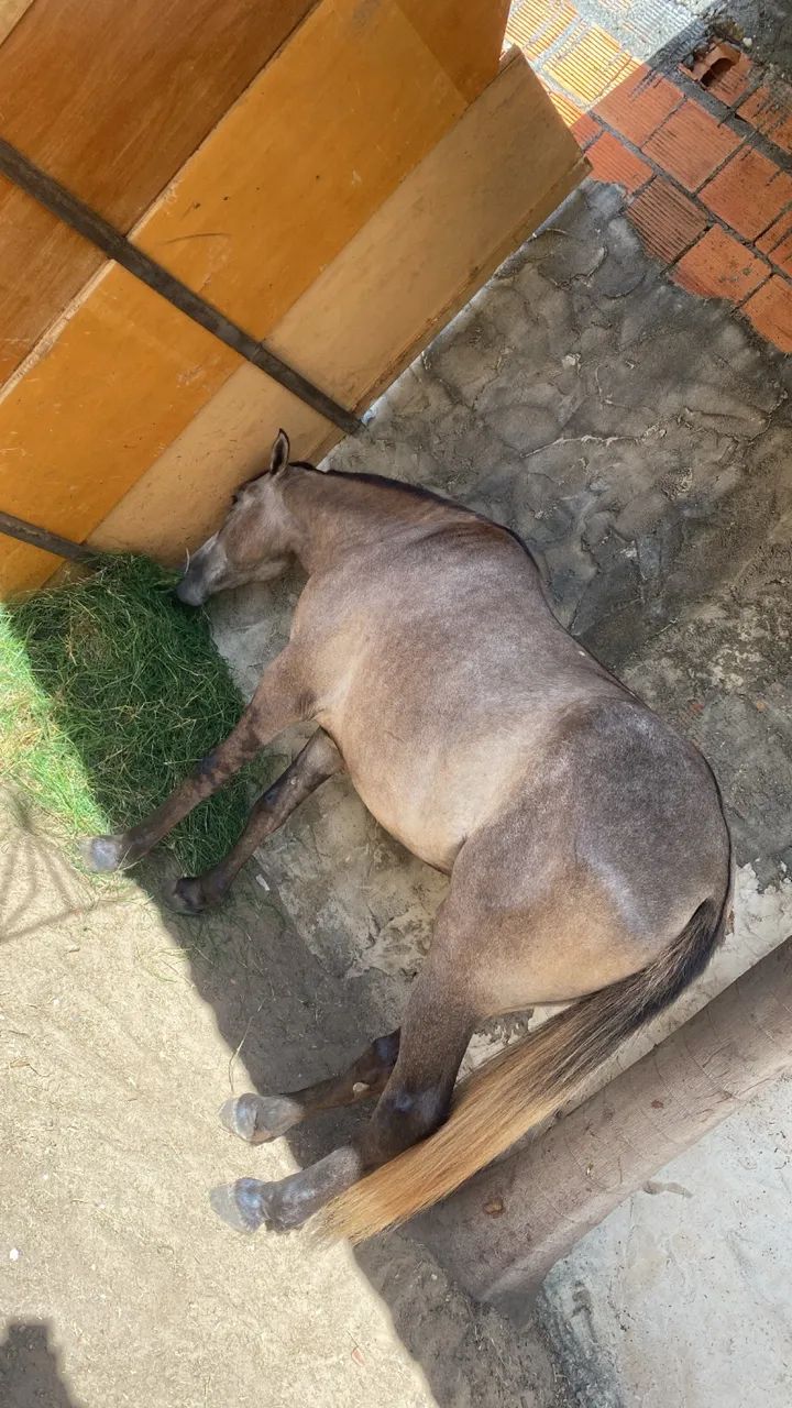 Cavalo