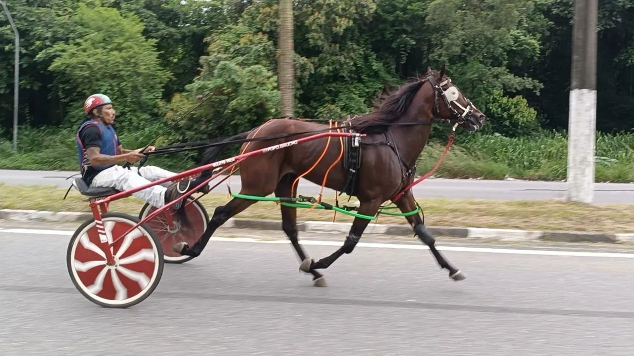 CAVALO SPY MANFUZINHO 5 ANOS LIGEIRO NA SAIA E SEM SAIA 