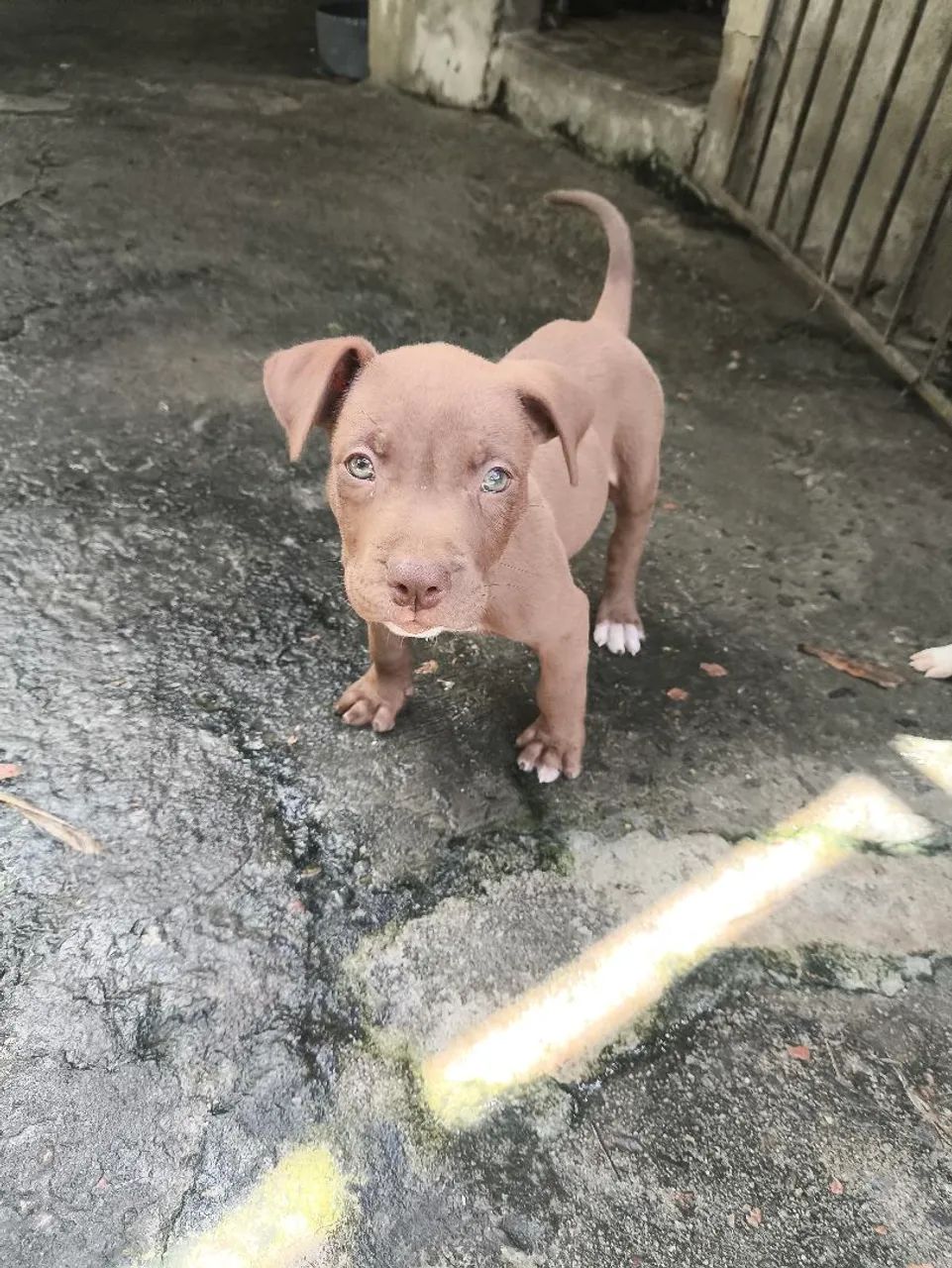 Filhote de Pit Bull Macho  - Foto 5