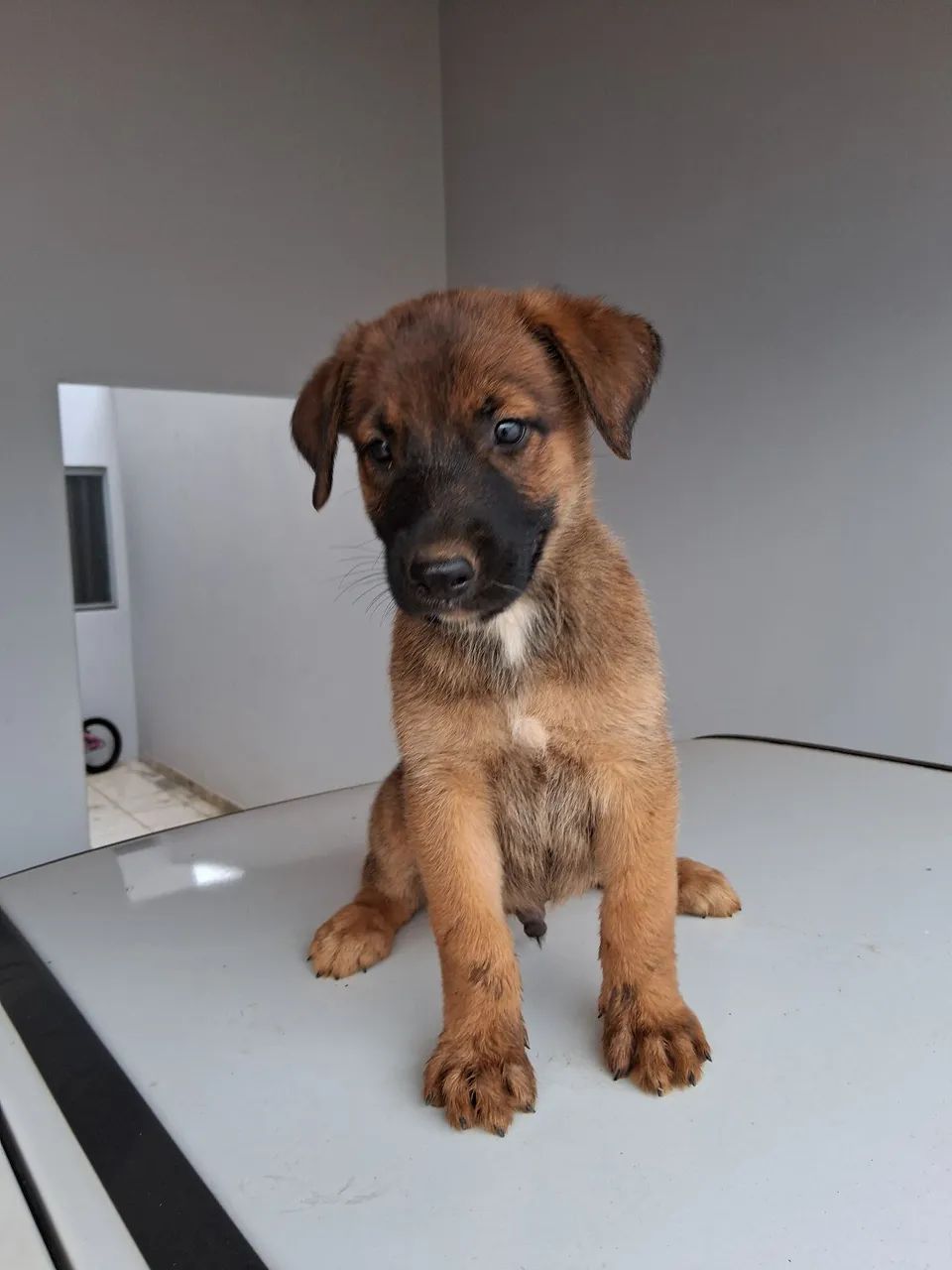 Vendo Filhote de Pastor MALINOIS  - Foto 5