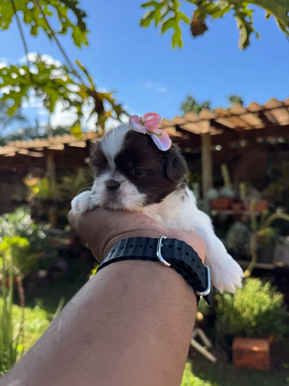Shih Tzu mini chocolate com branco  - Foto 4