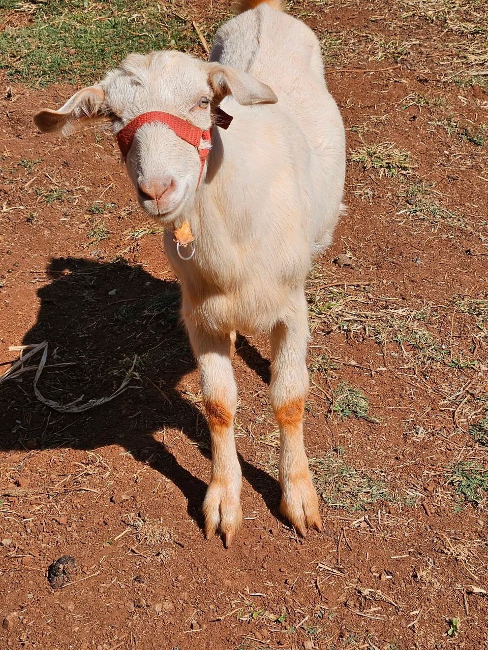 Cabrito