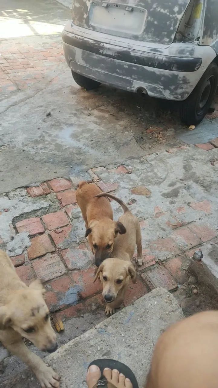 Cachorro para doação 